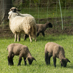 Sheep and lambs grazing at field