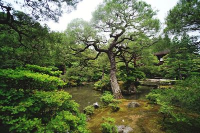 Scenic view of forest