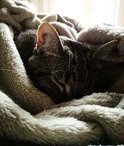 Close-up of cat sleeping on bed