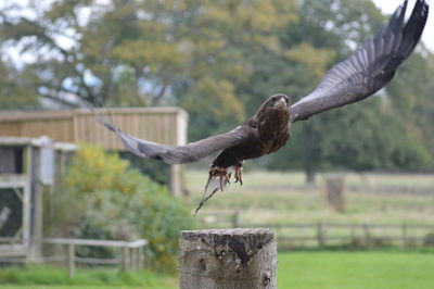 Close-up of eagle flying against trees