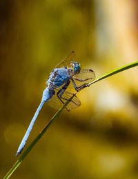 Close-up of insect on twig