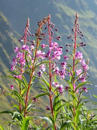 Close-up of pink flowers blooming outdoors