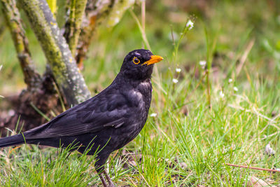 Blackbird in the grass 