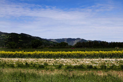 Scenic view of field against sky