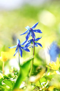 Close-up of purple flowering plant