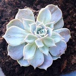 High angle view of flower blooming outdoors