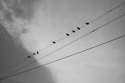 Eight pigeons or birds perched on the electric wire