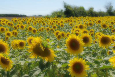 Close-up of sunflower field