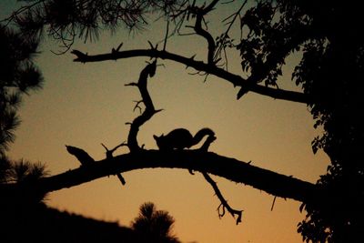 Silhouette tree on landscape against sky at sunset