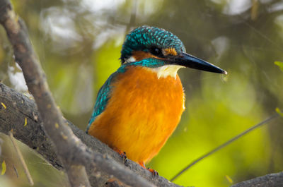 Close-up of bird perching on branch