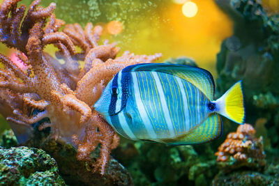 Close-up of fish swimming in sea