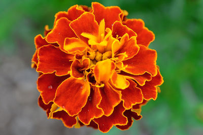 Close-up of flower blooming outdoors