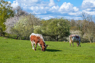 Grazing dairy cows on a meadow with flowering fruit trees