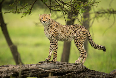 Cheetah cub stands on log scanning grassland