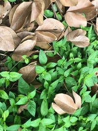 High angle view of leaves