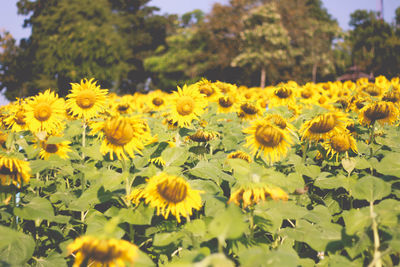 Close-up of yellow flowering plants on field