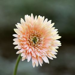 Close-up of white flower