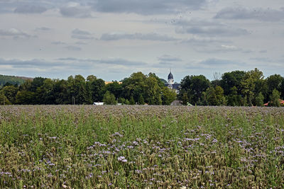 Scenic view of field against sky