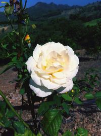 Close-up of white rose blooming outdoors