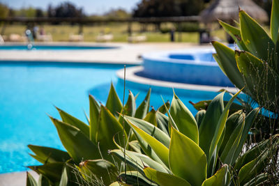 Close-up of plants by swimming pool