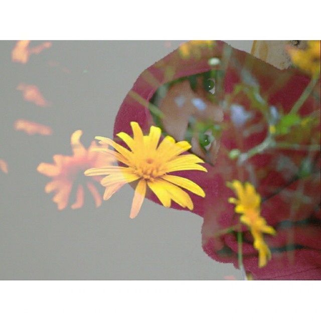 Flowerandme