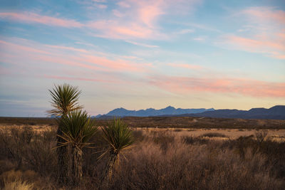 Scenic view of field against sky during sunset