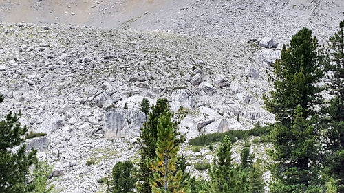 Scenic view of pine trees on snow covered landscape
