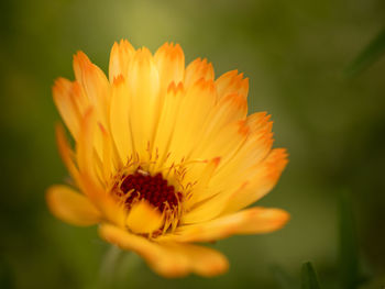 Close-up of orange flower against blurred background