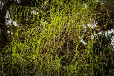 Scenic view of forest