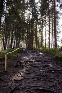 Dirt road amidst trees in forest