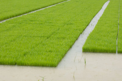 Grass growing on field