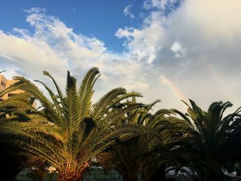 Low angle view of palm trees against sky