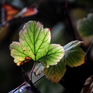 Close-up of plant leaves