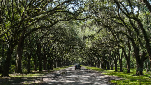 Footpath amidst trees in park