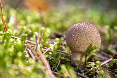 Close-up of mushroom growing on field