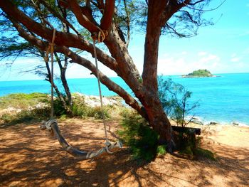 Swing on tree against calm blue sea