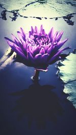 Close-up of purple flowers