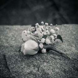 Close-up of flowers against blurred background