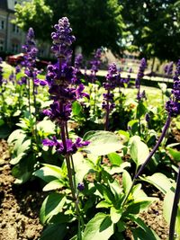 Close-up of purple flowers