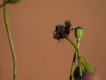 Close-up of insect on plant