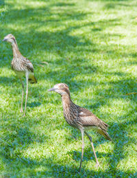 Mallard duck on a field