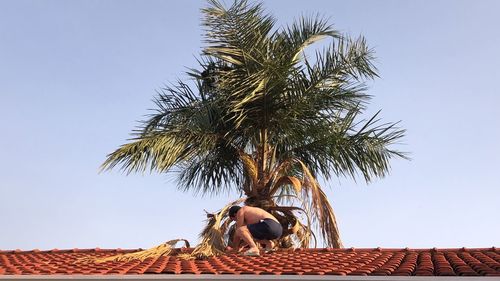 Low angle view of palm tree by building against sky