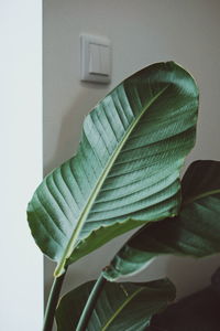 Close-up of potted plant at home, strelitzia leef