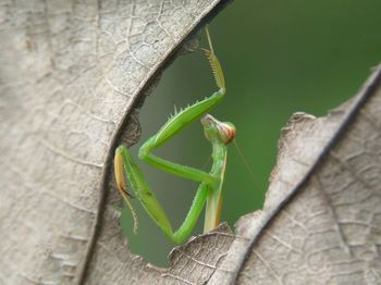 Close-up of prating mantis on dry leaf