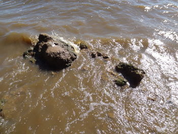 High angle view of turtle in water