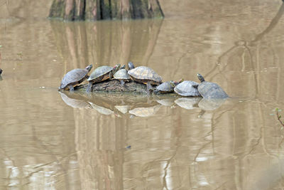 View of turtle on wooden post in lake