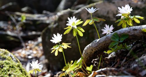 Close-up of white flowering plants