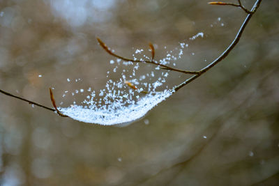 Close-up of wet spider web on plant