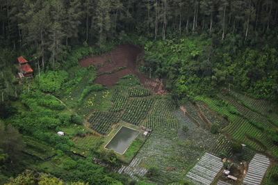 High angle view of agricultural field