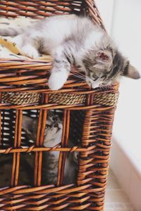 Close-up of cats in wicker basket